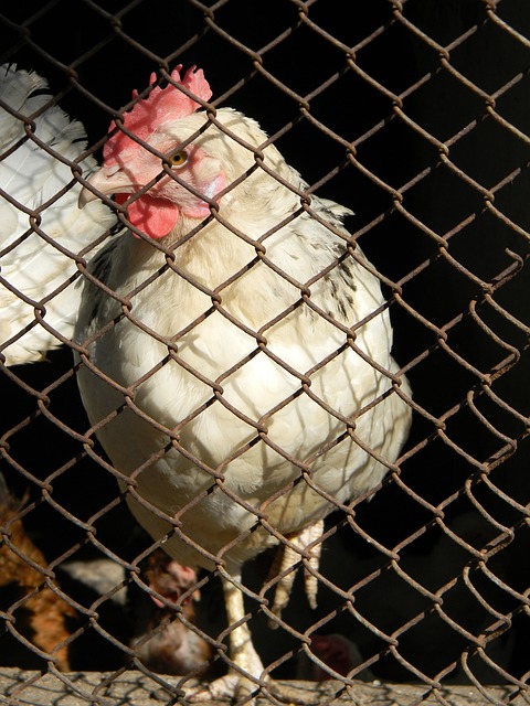 的对决成为 的对决成为